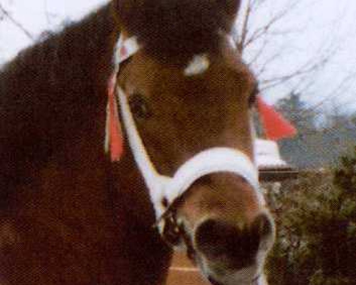 Deckhengst Clin d'Oeil (Freiberger, 1980, von Jeans)