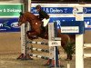 broodmare Carmela 2 (Oldenburg show jumper, 2005, from Cannavaro)