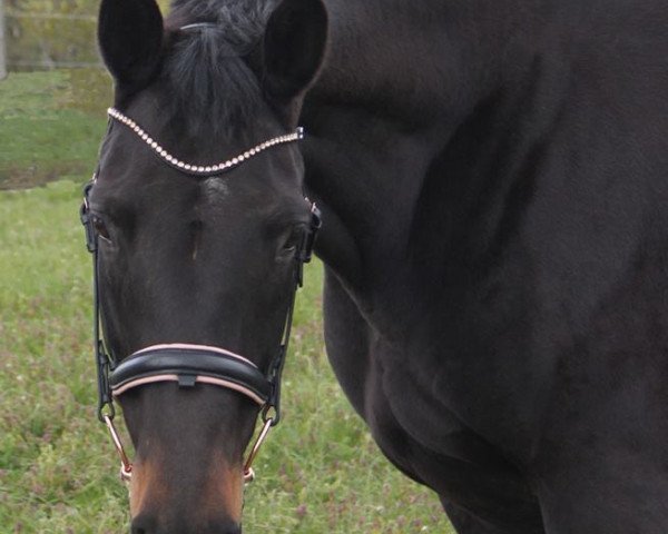 broodmare Alaska (Trakehner, 2010, from Axis TSF)