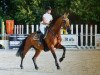 Springpferd Acento K CH (Schweizer Warmblut, 2004, von Acord II)