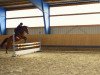 dressage horse Restles Summer (German Riding Pony, 2011, from Narrator)