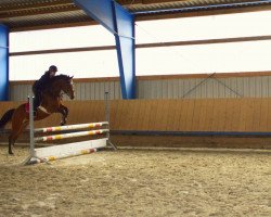 dressage horse Restles Summer (German Riding Pony, 2011, from Narrator)