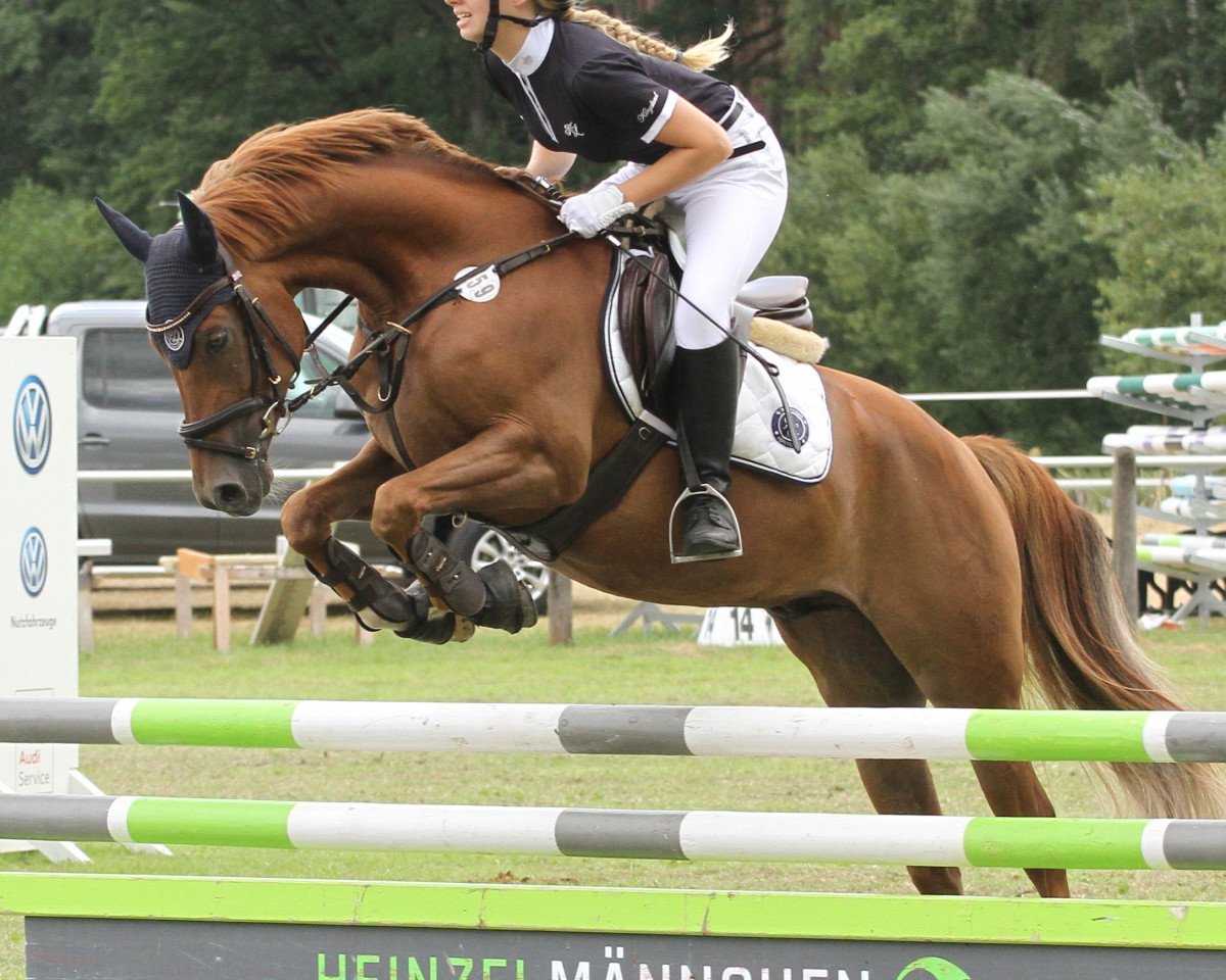 jumper Champion d'Amour G (Westphalian, 2014, from Chris)