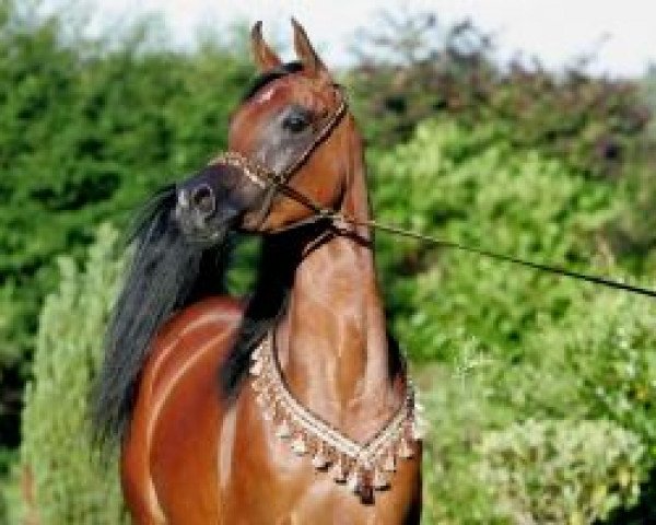 broodmare OFW Hahnah ox (Arabian thoroughbred,  , from Majesstic ox)