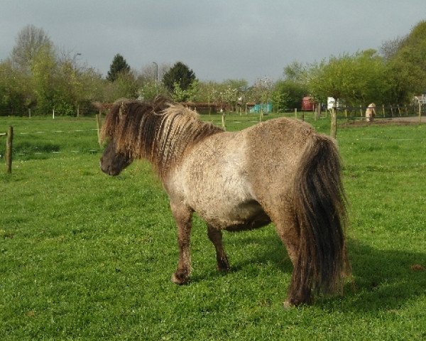 Zuchtstute Flavor of Chestnut Stable (Nederlands Mini Paarden, 2012, von Crimpolin Beau)