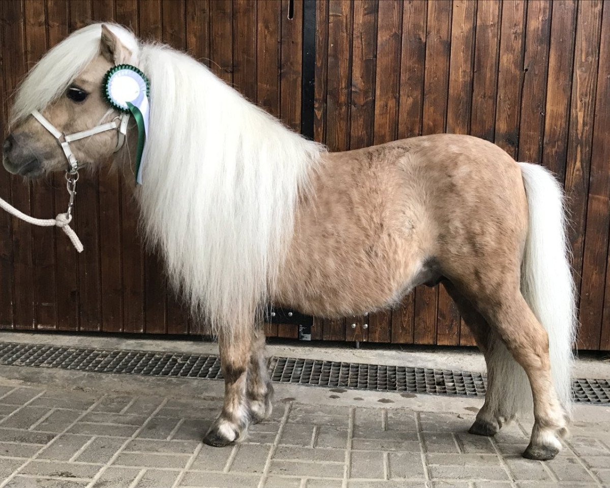 Deckhengst Zirco van Polderka (KWPN (Niederländisches Warmblut), 2006, von Kerswell Cloud)