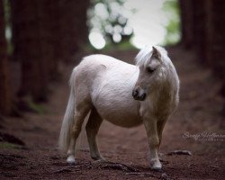 Pferd Leader of Chestnut Stable (Nederlands Mini Paarden, 2017, von Zalando vom Fliederhof)