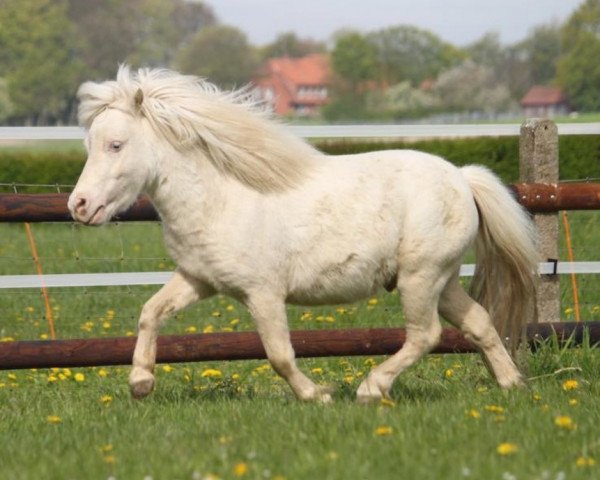 stallion Zalando vom Fliederhof (Shetland pony (under 87 cm), 2012, from Zirco van Polderka)