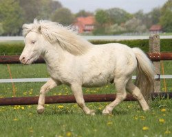 Deckhengst Zalando vom Fliederhof (Shetland Pony (unter 87 cm), 2012, von Zirco van Polderka)