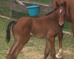 dressage horse Denina (Westphalian, 2019, from Dostojewski)