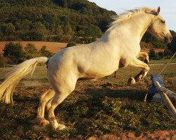 Pferd Asti Cinzana (Quarter Horse, 2005)