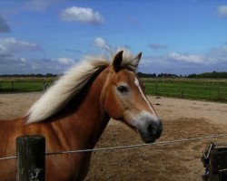 Zuchtstute Asta (Haflinger, 1991, von Angelo)