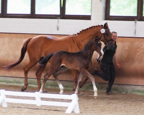 dressage horse Bella DD (Hanoverian, 2019, from Buckingham)