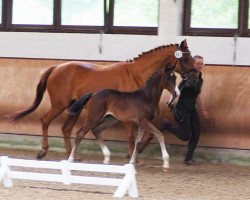 dressage horse Bella DD (Hanoverian, 2019, from Buckingham)