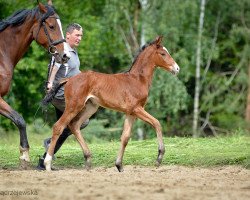 dressage horse Ms. Cain (Oldenburg, 2019, from DSP Marc Cain)