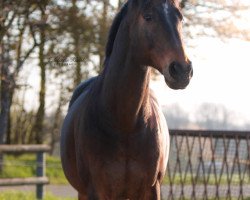 dressage horse Pitu 33 (German Sport Horse, 2003, from Pessoa VDL)