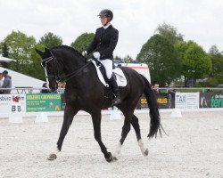 dressage horse Shiron 3 (Württemberger, 2010, from San Amour I)