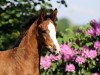 dressage horse Zuri Lou (Westphalian, 2018, from Zoom)