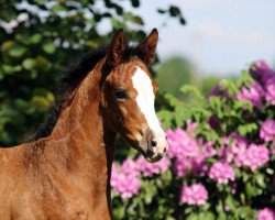 dressage horse Zuri Lou (Westphalian, 2018, from Zoom 8)