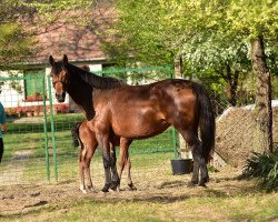 Zuchtstute Canturana AK (Belgisches Warmblut, 2010, von Canturano I)