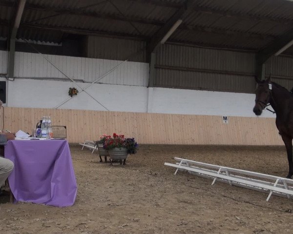 Reitturnier Datteln 2016