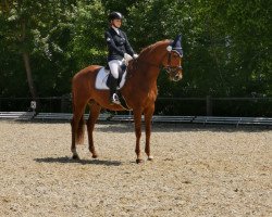 dressage horse Sir Alessandro (Württemberger, 2011, from Sarkozy 3)