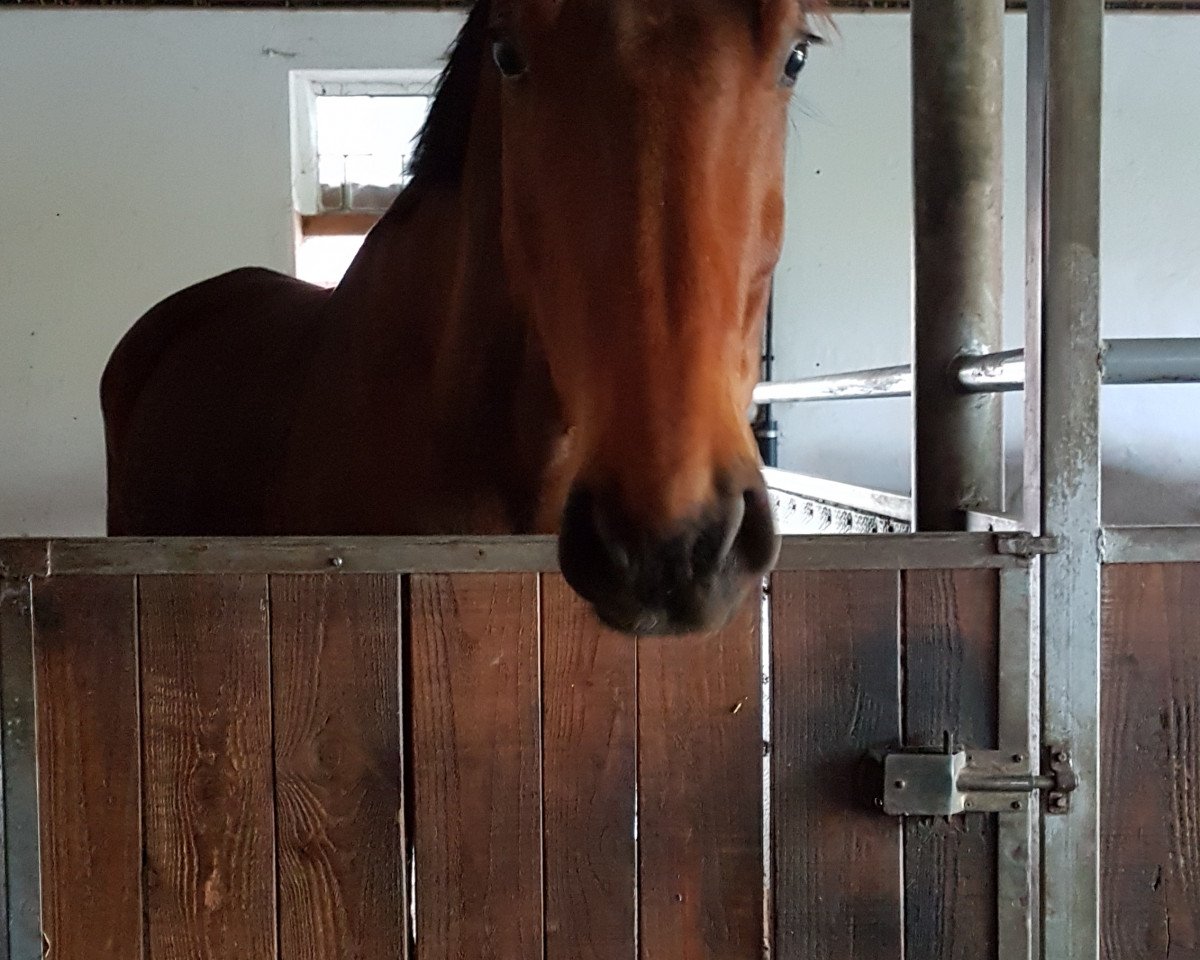 jumper Goliath van de Marcke (Belgian Warmblood, 2006, from Triomphe de Muze)