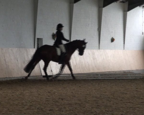Reitturnier Datteln 2016