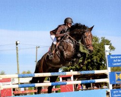 Springpferd Charming Lady 7 (Deutsches Sportpferd, 2005, von Chagallo's Charming Boy)