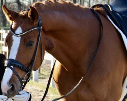 dressage horse Quater Magic SP (Oldenburg, 2010, from Quarterline)