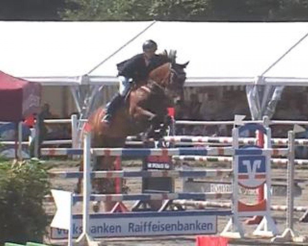 jumper Cordillo 3 (Holsteiner, 2008, from Corrido 4)
