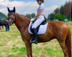 dressage horse Guardiola S (German Riding Pony, 2013, from Going East)