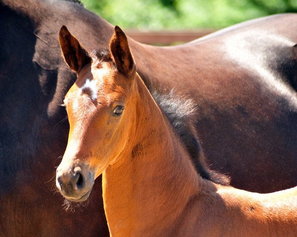 Deckhengst Sacre Diamant (Trakehner, 2019, von High Motion 2)