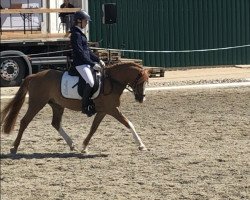 dressage horse Lord Luxus B (German Riding Pony, 2009, from Like Luxus)