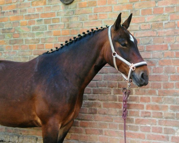 horse Afina (Sachs-door. Heavy Warmbl., 2014, from Frieder)