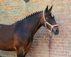 dressage horse Afina (Sachs-door. Heavy Warmbl., 2014, from Frieder)