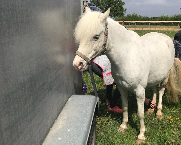 dressage horse Winny (Welsh Partbred, 2009)