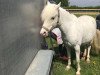 dressage horse Winny (Welsh Partbred, 2009)