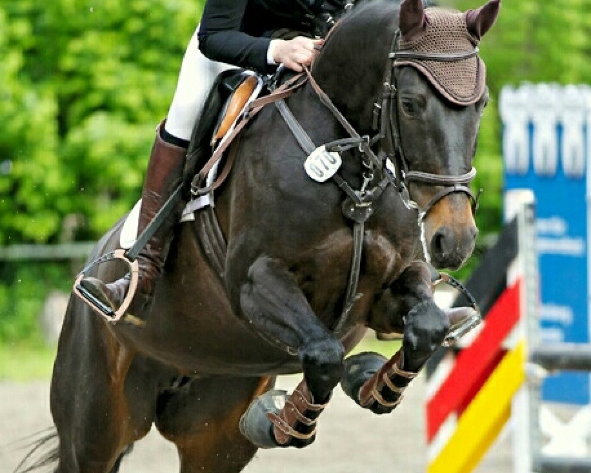 jumper Calvera K (Holsteiner, 2014, from Cesano II)