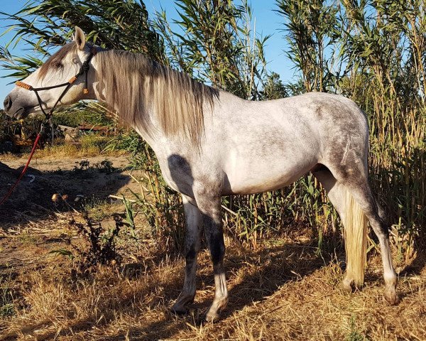 Pferd BEDUINO (Pura Raza Espanola (PRE), 2016)