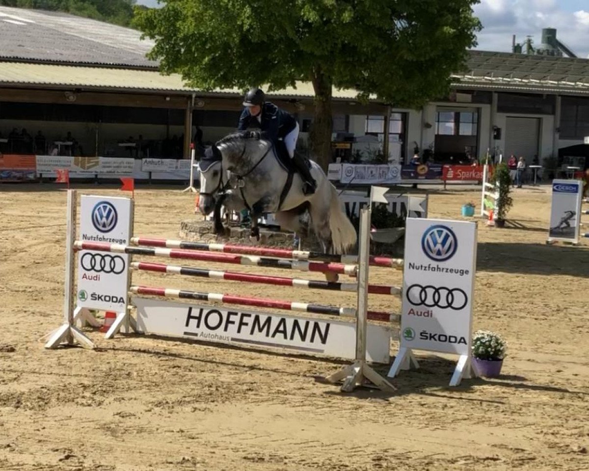 Springpferd Champion Vom Eigen (Schweizer Warmblut, 2012, von Corlensky G)
