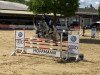 Springpferd Champion Vom Eigen (Schweizer Warmblut, 2012, von Corlensky G)