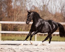 stallion Gaudi SSF (KWPN (Royal Dutch Sporthorse), 2011, from Totilas)