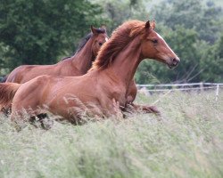 jumper Chilli Pepper E Z (Zangersheide riding horse, 2018, from Copycat Z)