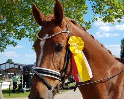 dressage horse Ingrosso SB (Westphalian, 2015, from Inliner)