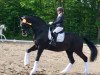 dressage horse Beukenvallei's Bink (KWPN (Royal Dutch Sporthorse), 2006, from Painted Black)