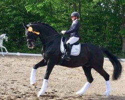 Dressurpferd Beukenvallei's Bink (KWPN (Niederländisches Warmblut), 2006, von Painted Black)