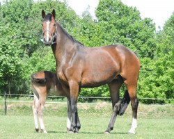 broodmare Fleur II (Holsteiner, 2013, from Catoo)