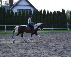 Pferd Latek (Polnisches Warmblut,  )