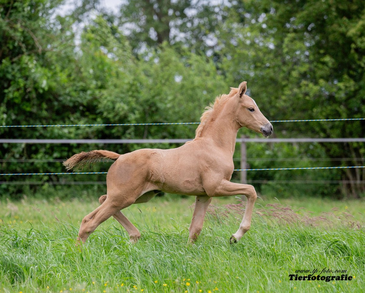 dressage horse Beautiful Brietta TS (German Warmblood, 2019, from Sir Heinrich OLD)